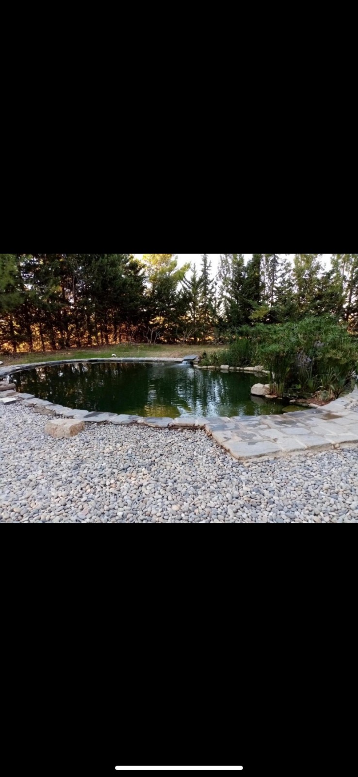 Où acheter des carpes koï pour bassin aquatique à Avignon et dans le Vaucluse ?