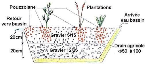 bassin de baignade lagunage