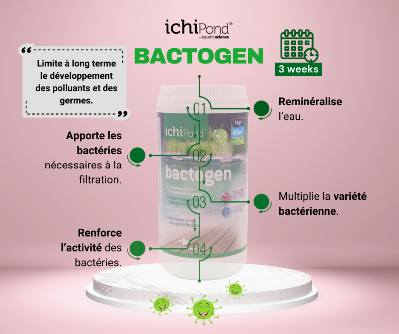Bactogen bactéries pour bassin