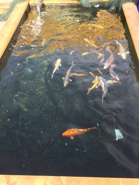 Un paysagiste aquatique en région PACA ET LANGUEDOC ROUSSILON