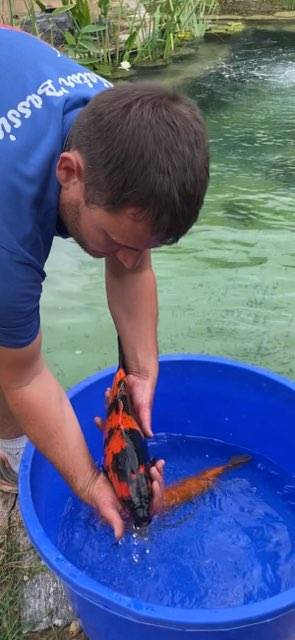 Carpe KOI HI UTSURI Natur'Bassin