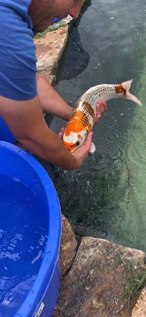 Carpe KOI KUJAKU Natur'Bassin