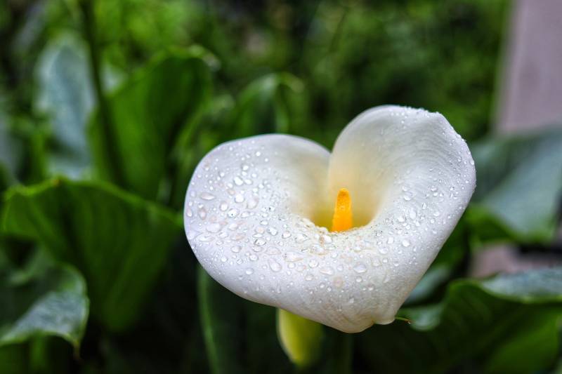 Arum aquatique Zanteschia Aethiopica
