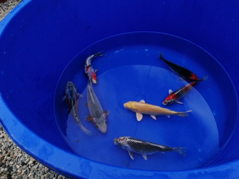 Vente de Tosai par Natur'Bassin à Entraigues sur la Sorgues