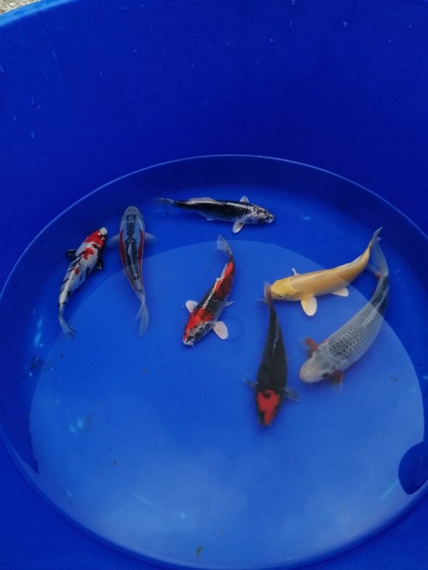 Vente de Tosai à Avignon