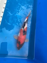 Notre zone d'activité pour ce service Achat de plantes phyto-épuratrices pour bassin aquatique à Nîmes et dans le Gard