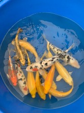 Nos prestations sur le secteur de près de L'Isle-sur-la-Sorgue