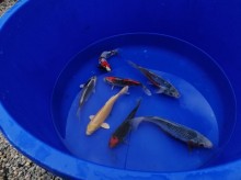 Nos prestations sur le secteur de près de Montpellier et dans l'Hérault