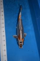 Nos prestations sur le secteur de à Nîmes et dans le Gard