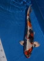 Notre zone d'activité pour ce service Construction d'une mare naturelle pour jardin près d'Apt et dans le Luberon