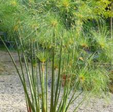 Notre zone d'activité pour ce service Boutique pour l'achat de nourriture pour carpes koï près de Cavaillon